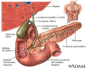 drawing of duodenum and pancreas