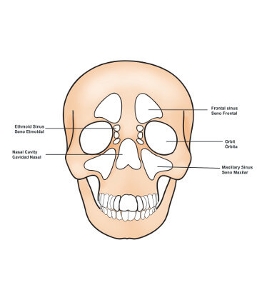 nasal cavity and sinus locations